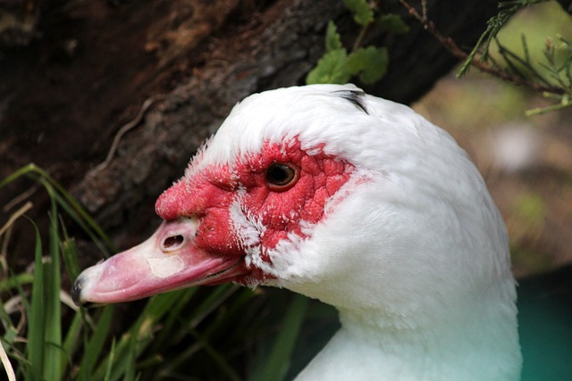 利物浦的应 利物浦的应